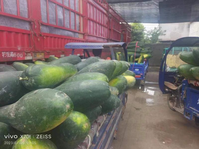 精品黑皮冬瓜大量现货保质保量实力代办全国发货