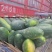 精品黑皮冬瓜大量现货保质保量实力代办全国发货