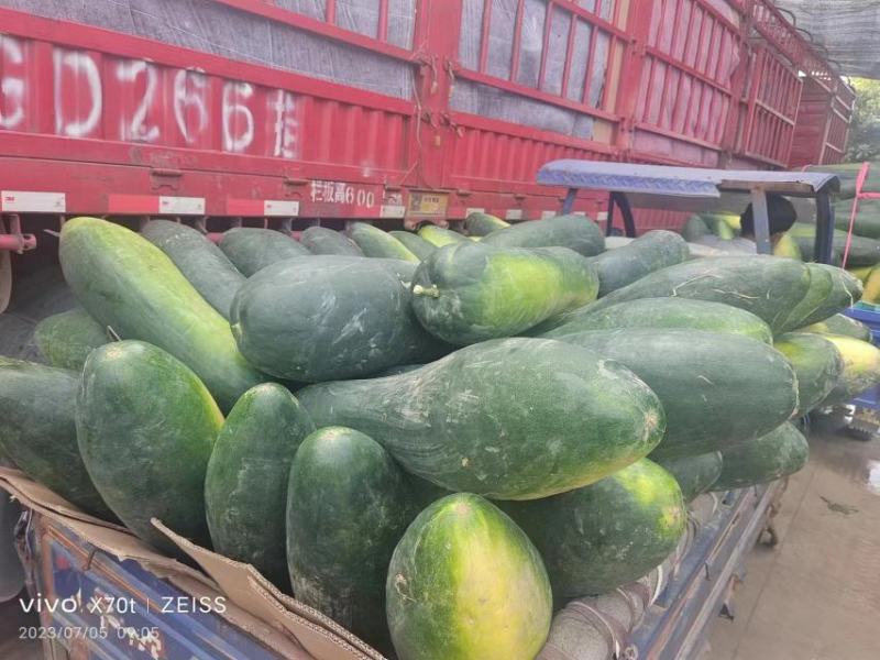 精品黑皮冬瓜大量现货保质保量实力代办全国发货