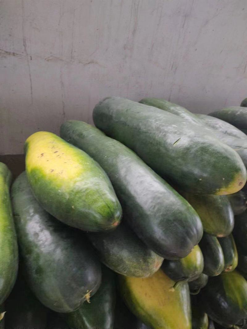 精品黑皮冬瓜大量现货保质保量实力代办全国发货