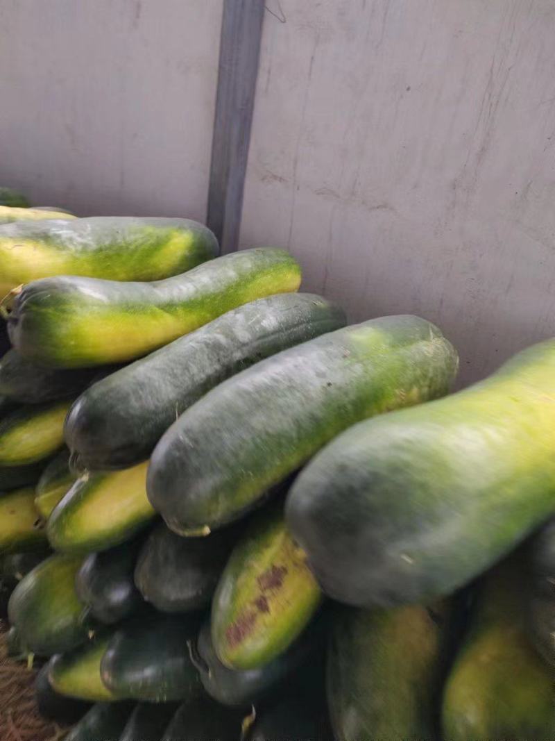 精品黑皮冬瓜大量现货保质保量实力代办全国发货