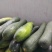 精品黑皮冬瓜大量现货保质保量实力代办全国发货