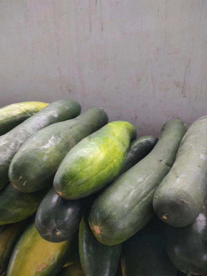 精品黑皮冬瓜大量现货保质保量实力代办全国发货