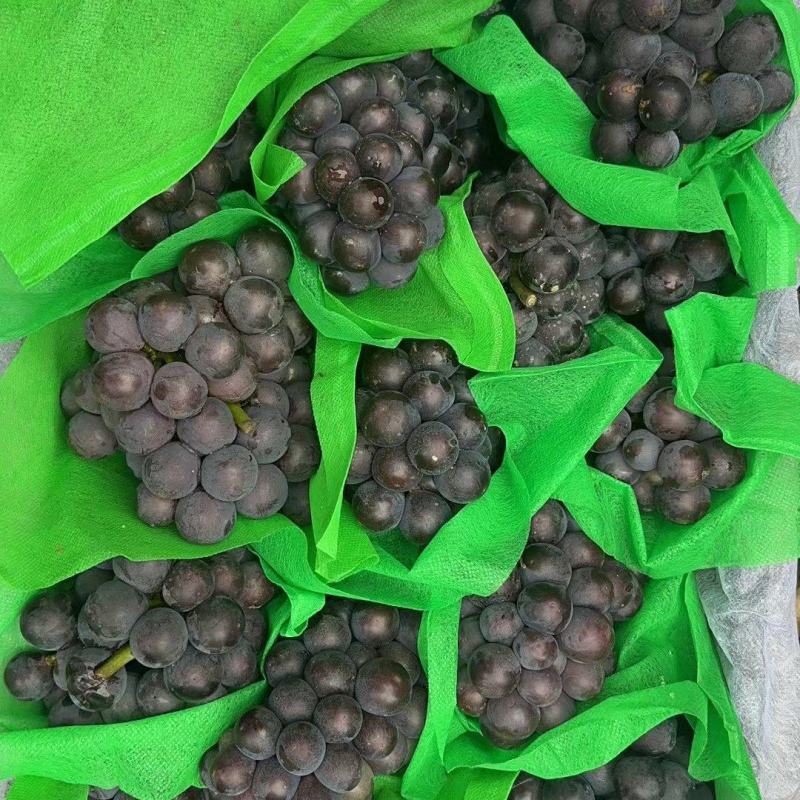 【产地优选】京亚葡萄视频看货货量充足来电咨询
