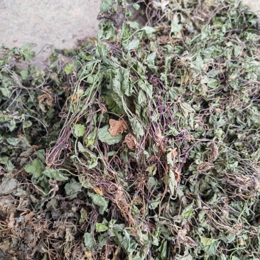 金钱草云南文山高海拔野生金钱草，批发价，