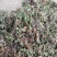 金钱草云南文山高海拔野生金钱草，批发价，