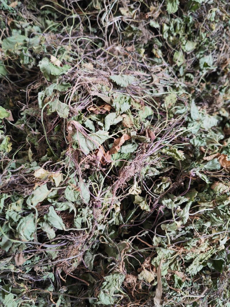 金钱草云南文山高海拔野生金钱草，批发价，
