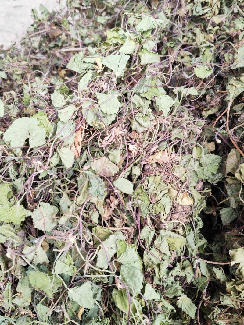 金钱草云南文山高海拔野生金钱草，批发价，