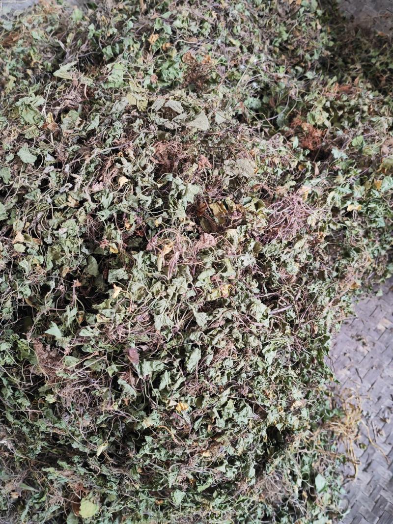 金钱草云南文山高海拔野生金钱草，批发价，