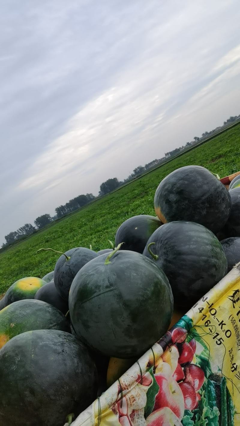 保质保量西瓜长期供应