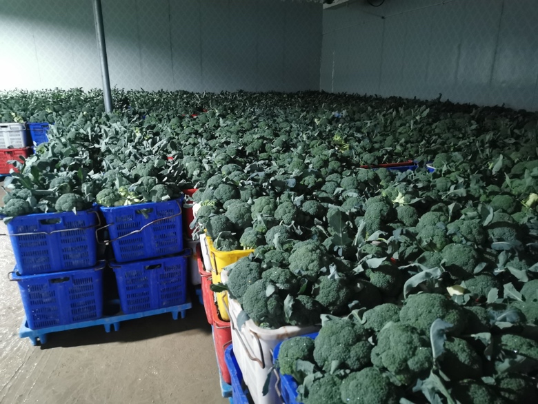黑龙江绥化农户在封冻前挖1.2米深沟,底部铺10cm干燥稻壳,将辽葱一号整株根朝下直立埋入,覆30cm新降雪+20cm玉米秸秆,顶部压实15cm黑土,形成天然保温层 东北冻藏大葱田间沟埋实景图