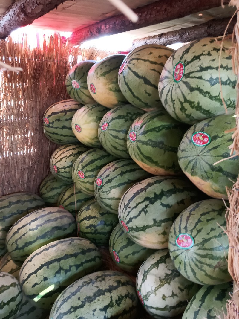 陕西西瓜，精品金花一号西瓜大量上市包熟包甜，量大纯优！