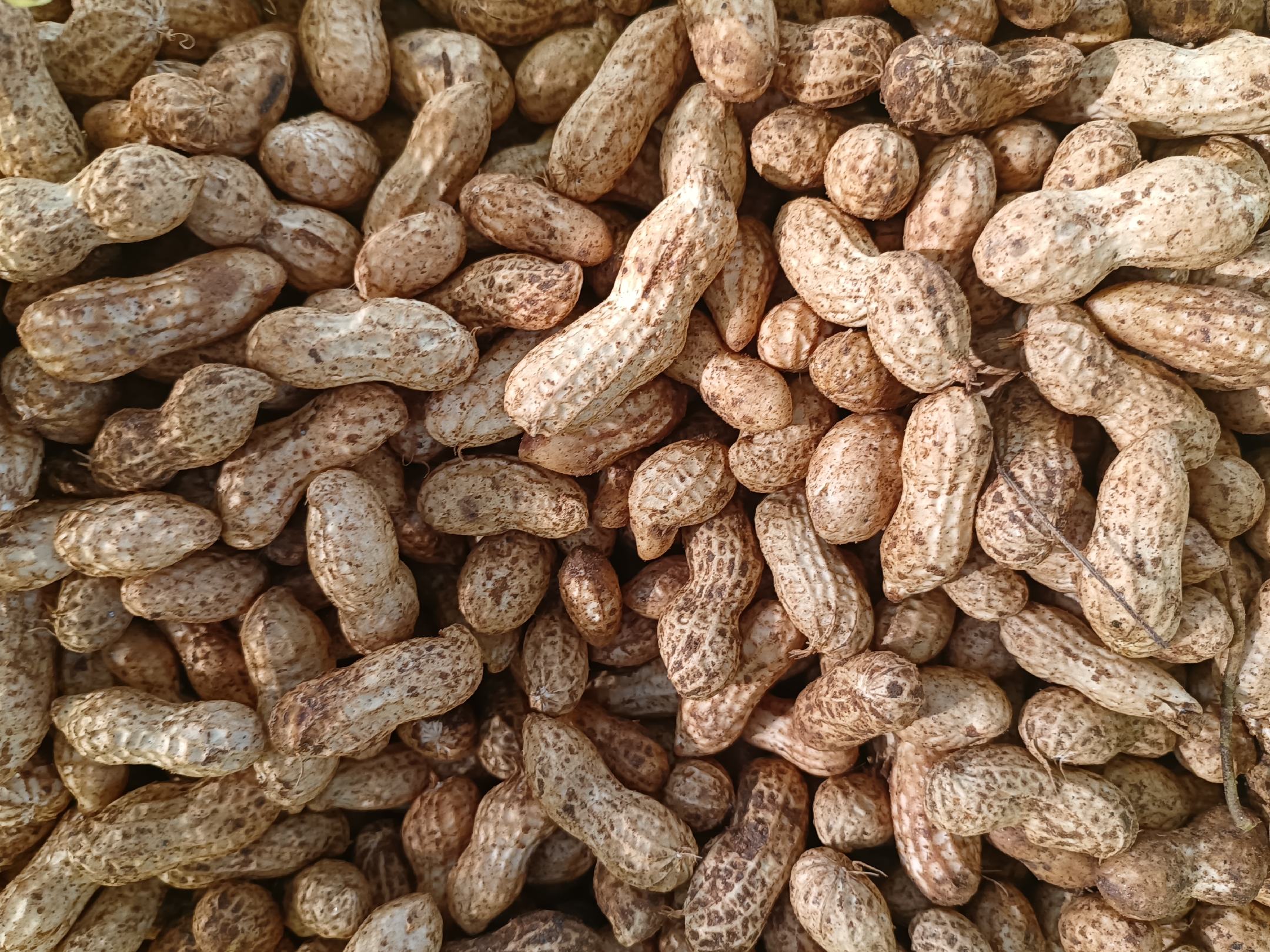 烤花生与三脂关系分析图