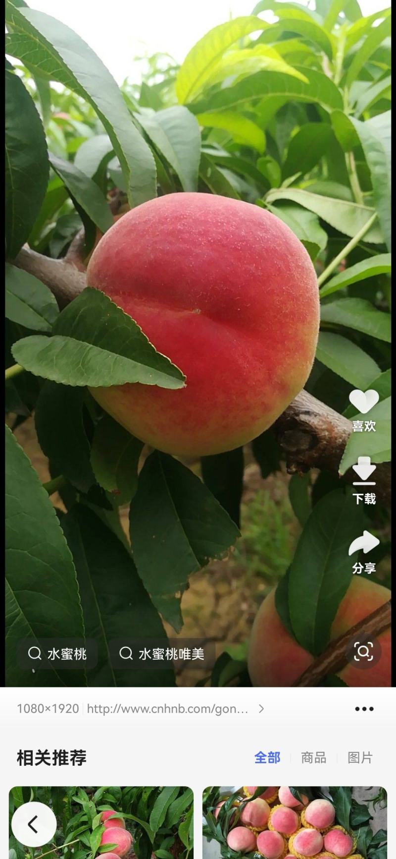 北京7号桃夏之梦
