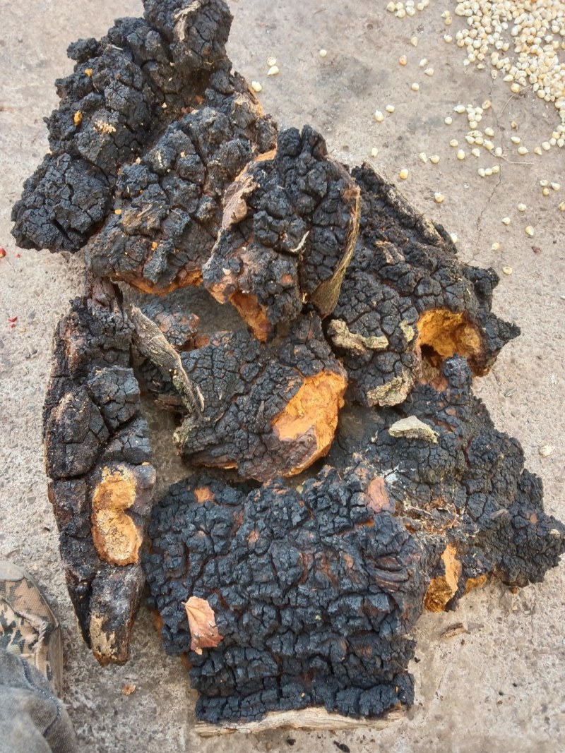 桦树茸