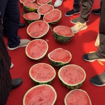 精品东北陆地大地雷西瓜，