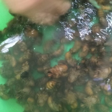 有要金蝉的没有
