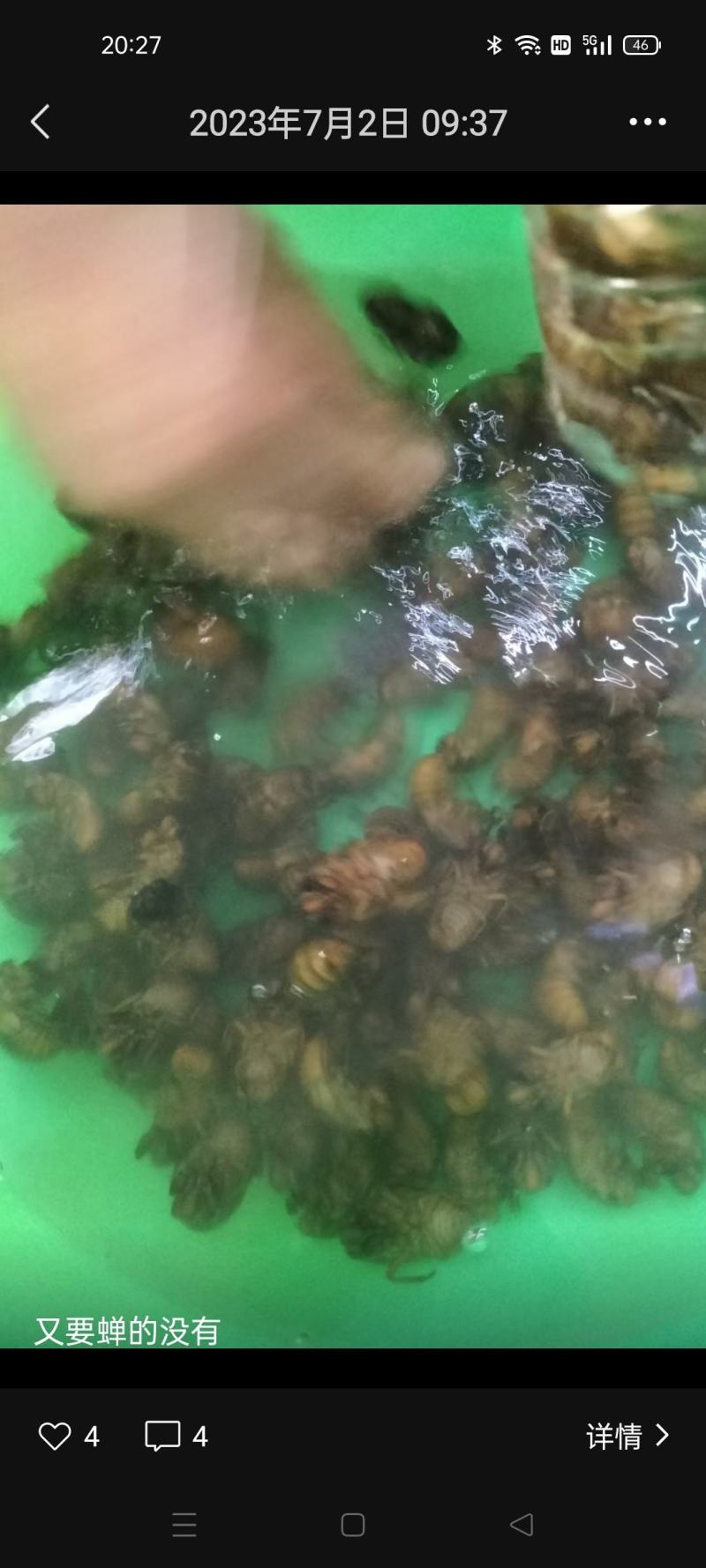 有要金蝉的没有