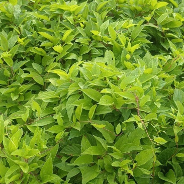 五味子种苗二年苗，粗实，大田繁殖无药害。