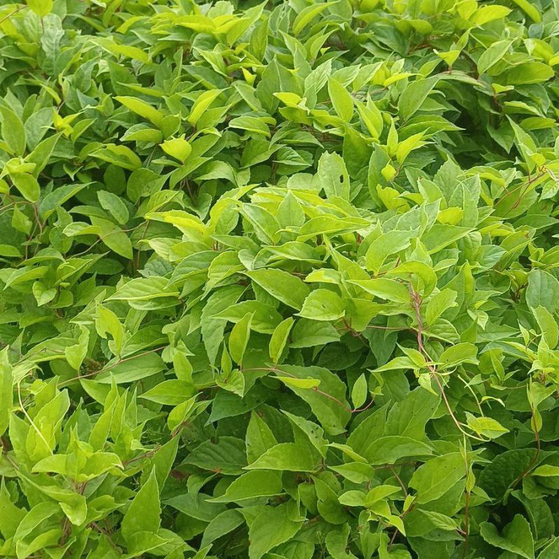 五味子种苗二年苗，粗实，大田繁殖无药害。