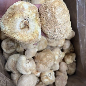 中号猴头菇