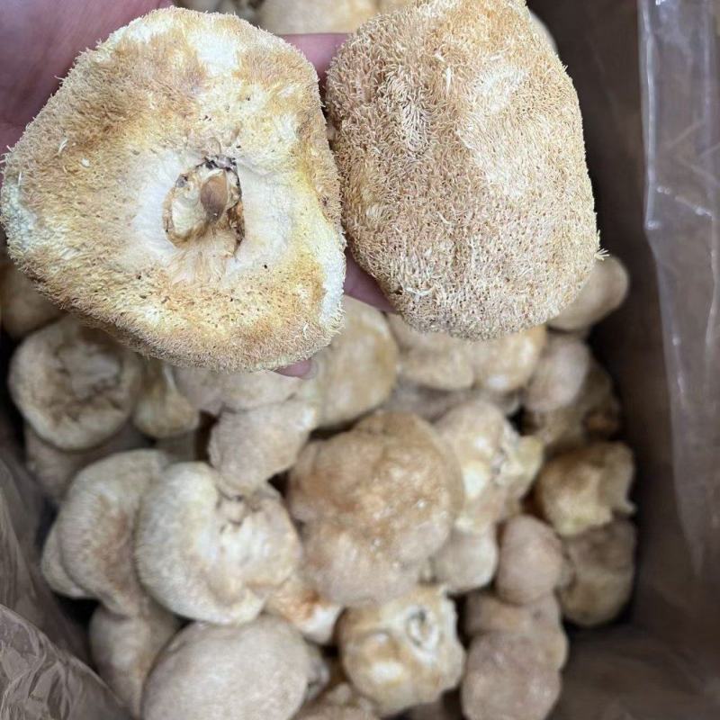 中号猴头菇