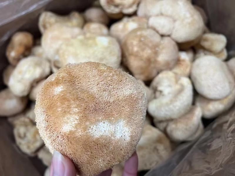 中号猴头菇