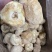 中号猴头菇