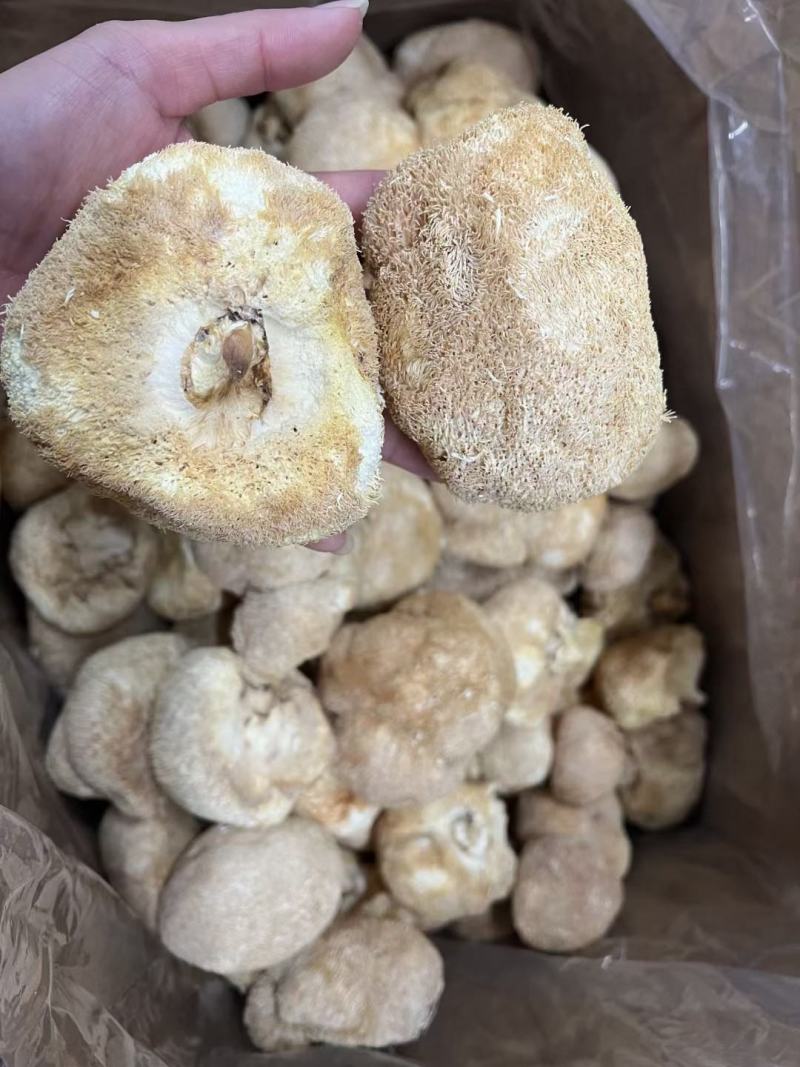 中号猴头菇