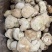 中号猴头菇