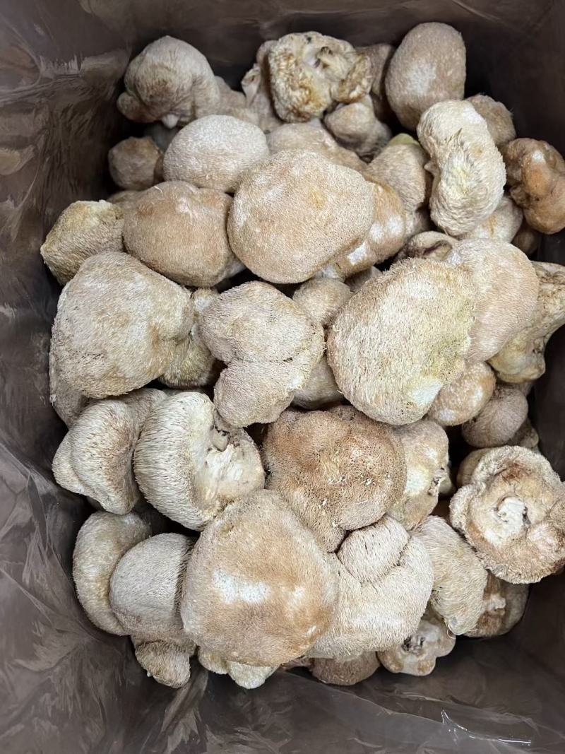中号猴头菇