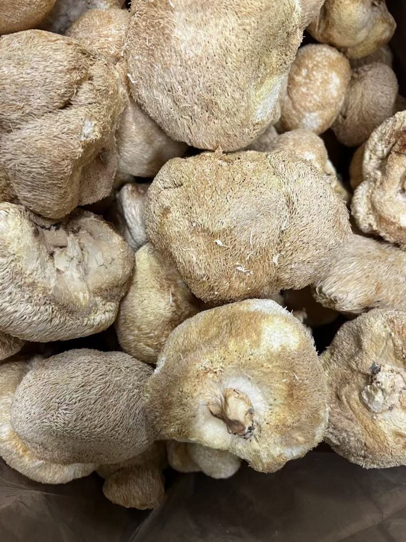 中号猴头菇