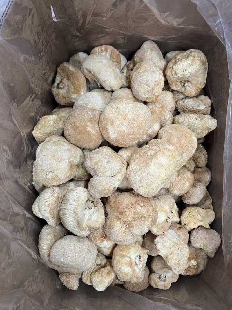 中号猴头菇