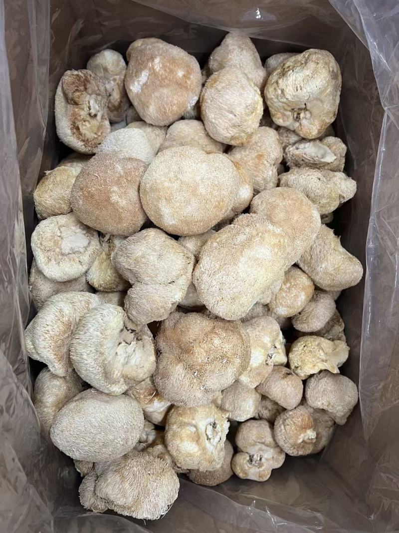 中号猴头菇