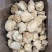 中号猴头菇