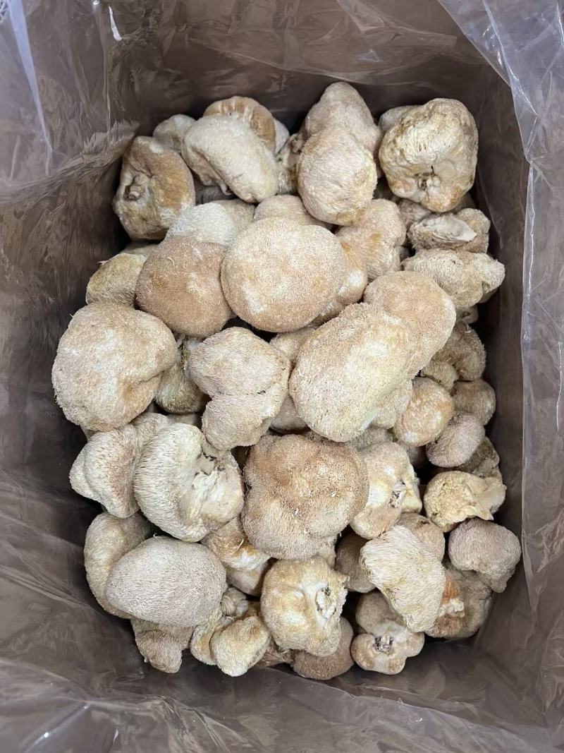 中号猴头菇