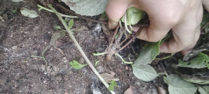 五味子种苗二年苗，粗实，大田繁殖无药害。