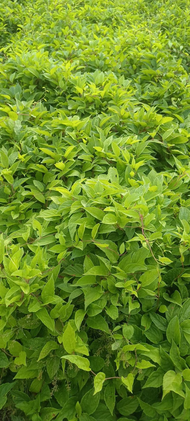 五味子种苗二年苗，粗实，大田繁殖无药害。