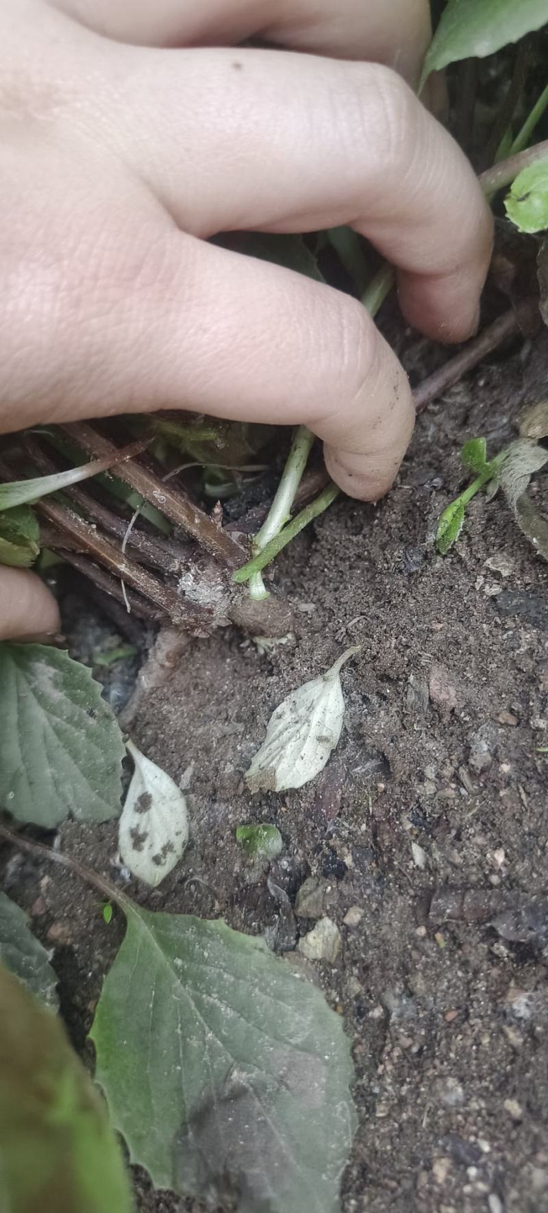五味子种苗二年苗，粗实，大田繁殖无药害。