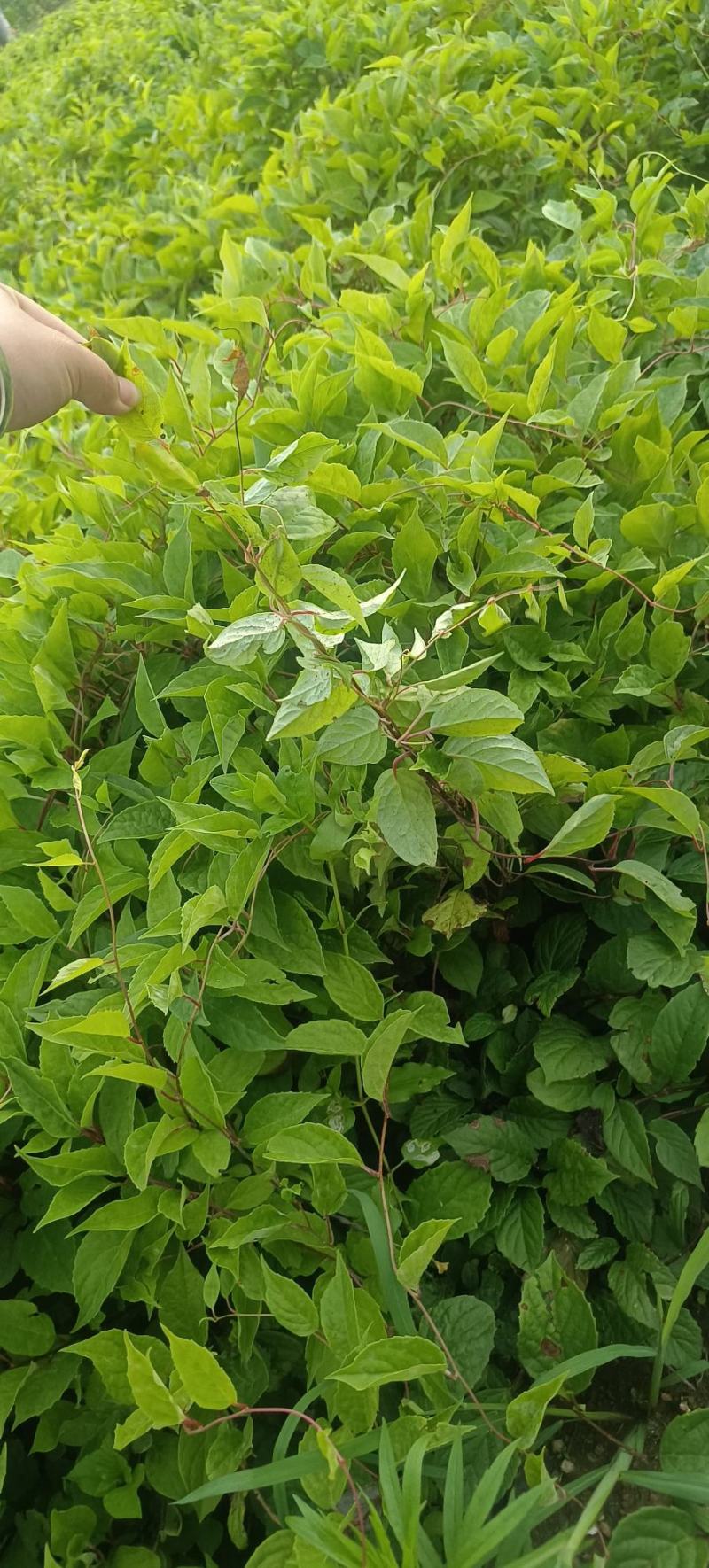 五味子种苗二年苗，粗实，大田繁殖无药害。