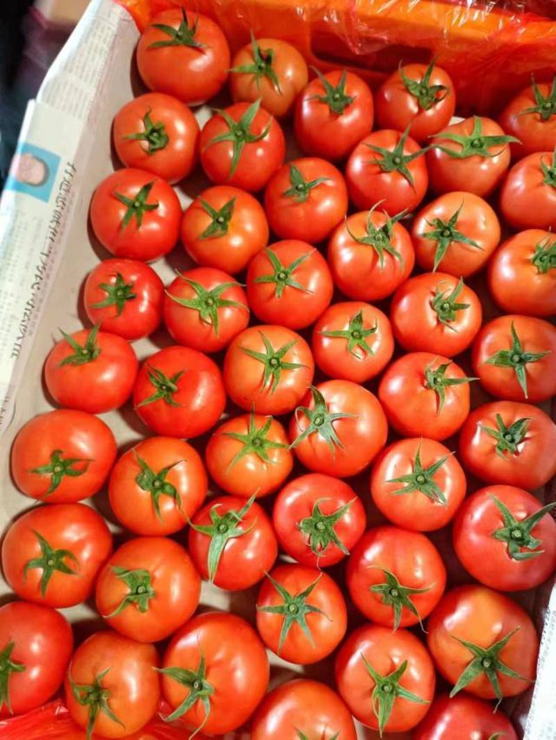 精品西红柿大红西红柿产地直发对接商超市场量大优惠