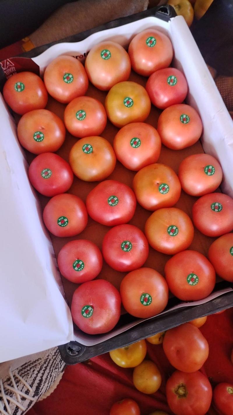 精品西红柿大红西红柿产地直发对接商超市场量大优惠