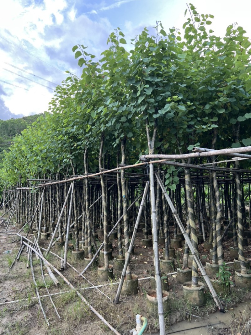 批发出售袋苗宫粉紫荆移植苗洋紫荆树容器苗