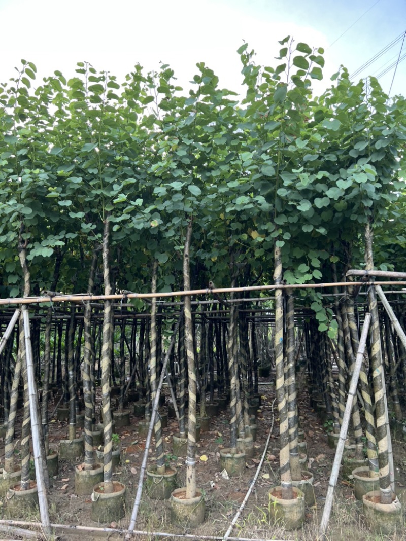 批发出售袋苗宫粉紫荆移植苗洋紫荆树容器苗