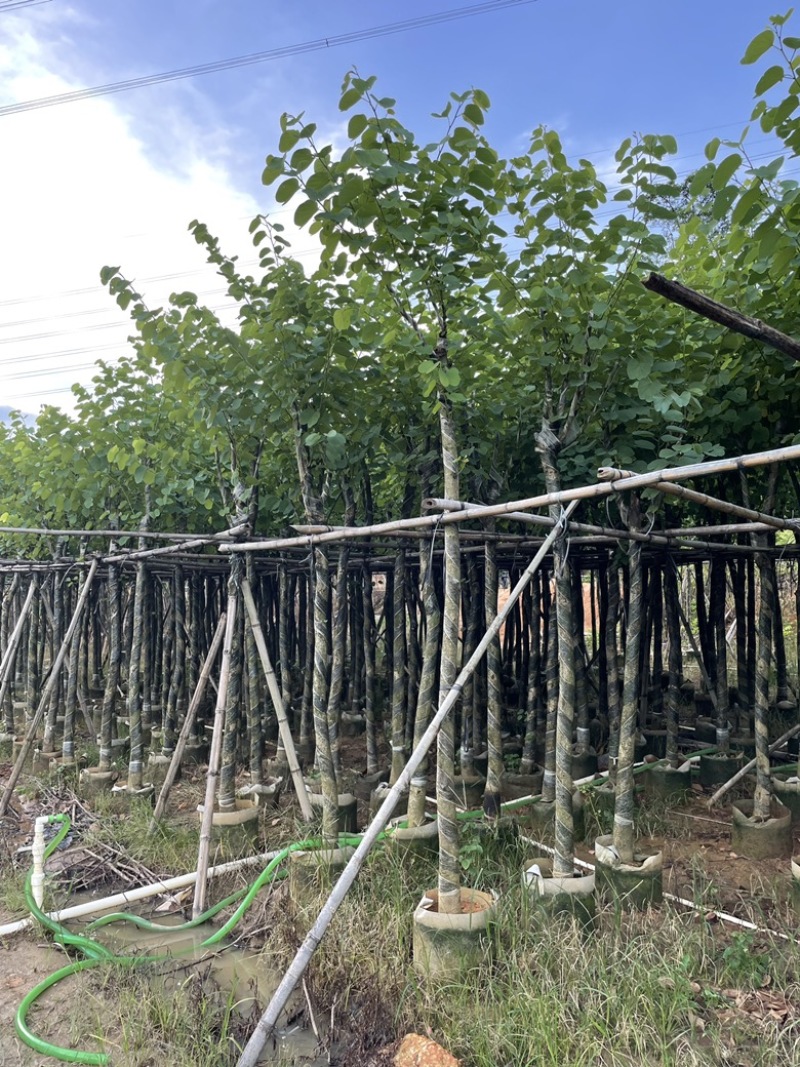 批发出售袋苗宫粉紫荆移植苗洋紫荆树容器苗