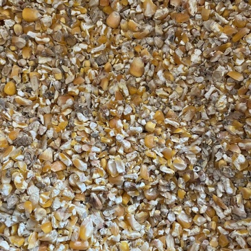 碎玉米毛糠和净粮常年出售养殖碎玉米碎小麦各种粮食筛漏