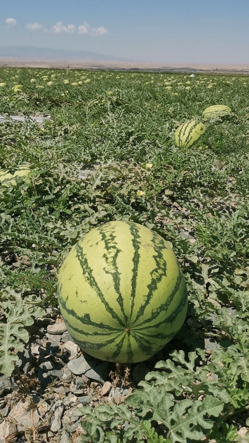 西瓜宁夏西瓜硒砂瓜金花六号石头瓜售后全包