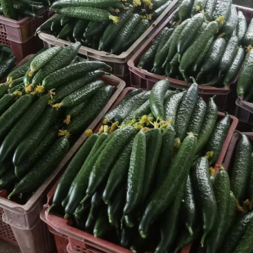 新鲜小黄瓜上市