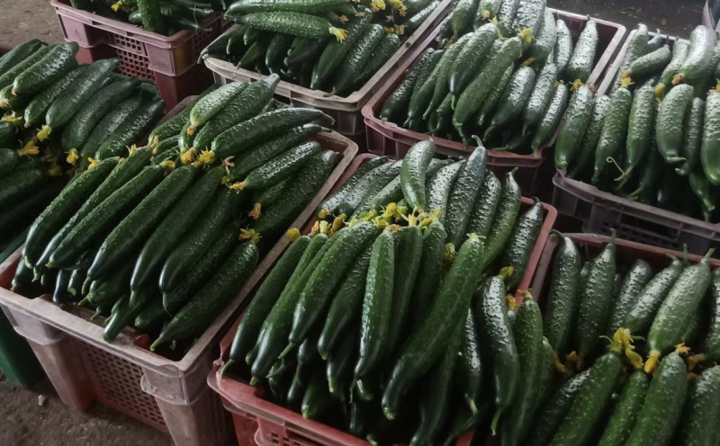 新鲜小黄瓜上市