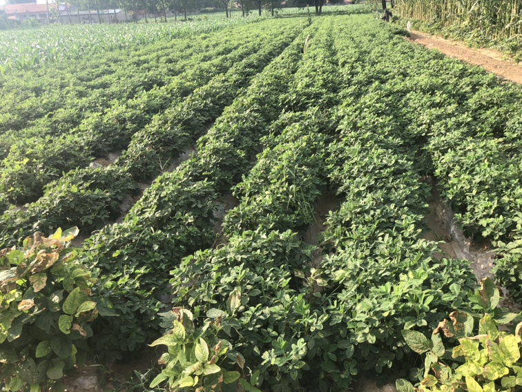 展示未来智能化、绿色化的花生榨油生产线概念图 未来花生榨油技术发展展望图